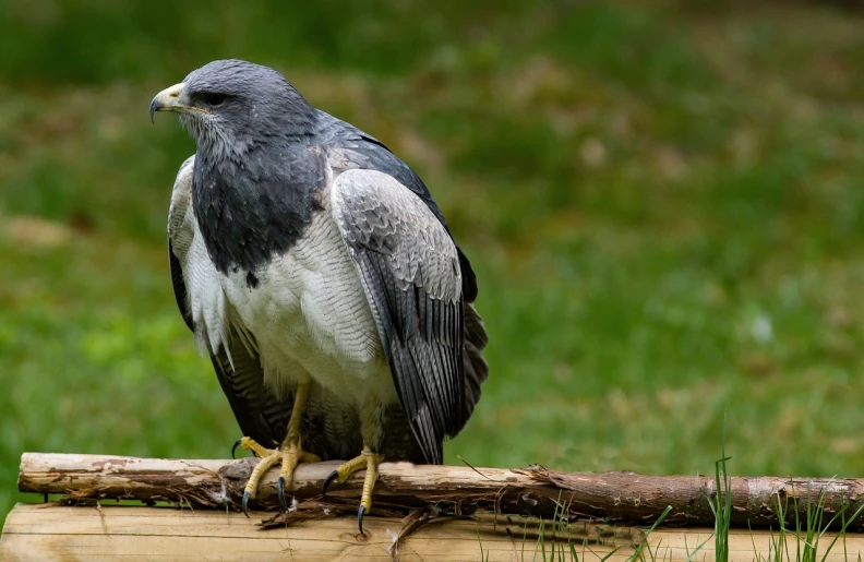 a close up of a bird of prey on a branch, trending on pixabay, hurufiyya, sitting on a log, macho pose, 4yr old, 3 / 4 extra - wide shot