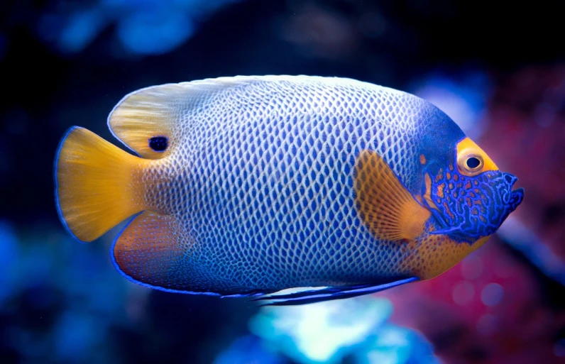 a close up of a blue and yellow fish, by Hans Werner Schmidt, flickr, square, a huge glass tank, beautiful background, 1128x191 resolution