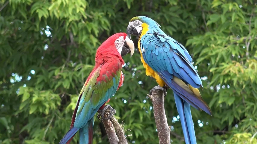 a couple of parrots sitting on top of a tree branch, pixabay, video, red and teal and yellow, calmly conversing 8k, gorgeous lady