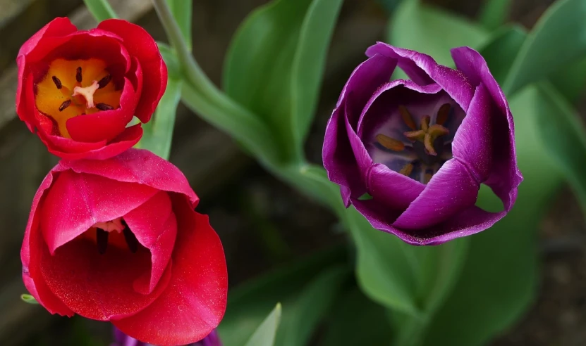 a couple of purple and red flowers sitting next to each other, by Jan Rustem, pexels, tulip, banner, high detailed photo, rich deep colours