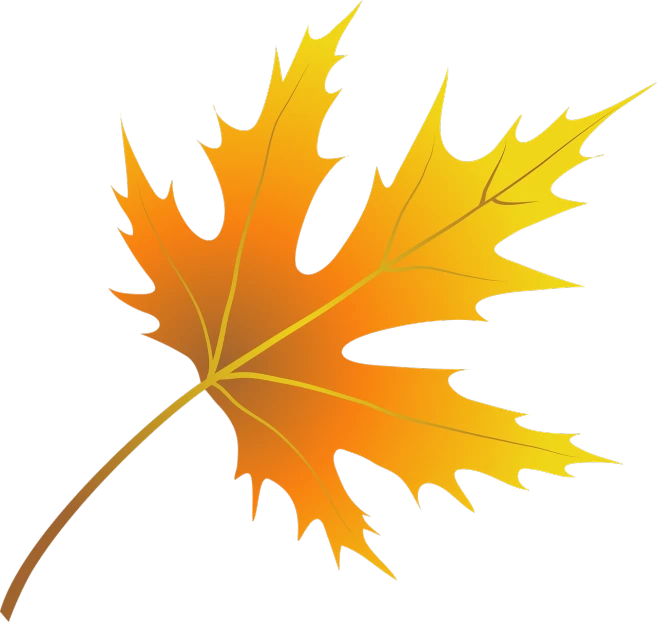 a close up of a leaf on a black background, a screenshot, pixabay, hurufiyya, yellow-orange, vector sharp graphic, maple tree, no gradients