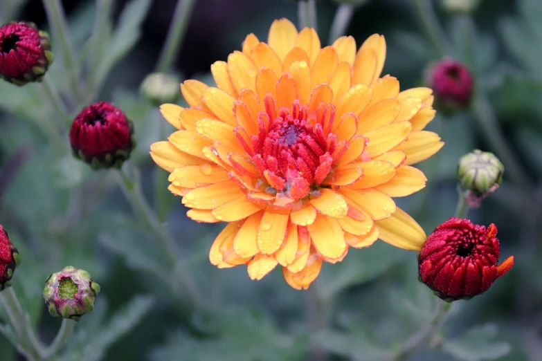 a yellow flower with a red center surrounded by other flowers, orange mist, chrysanthemum, after rain, anna podedworna