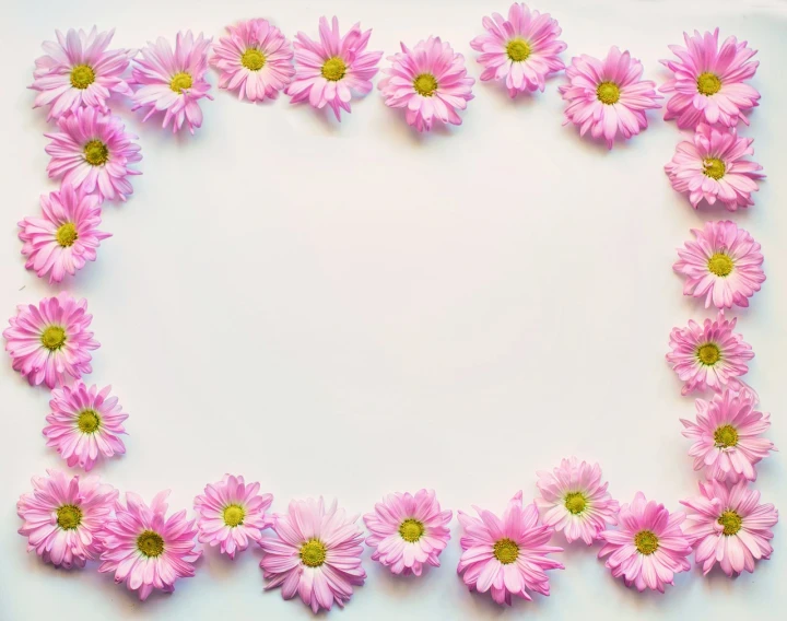 pink flowers arranged in a square frame on a white surface, a picture, romanticism, daisy, lined up horizontally, flash photo