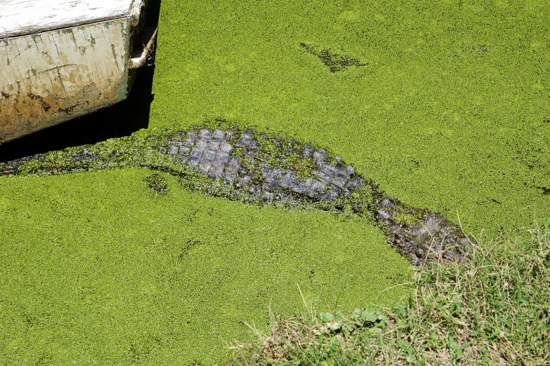 a close up of a body of water with a boat in the background, hurufiyya, alligators, covered with liquid tar. dslr, frank frazzeta, gardening