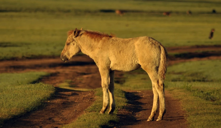 a brown horse standing on top of a dirt road, by Dietmar Damerau, hurufiyya, filtered evening light, calf, tengri, photograph credit: ap