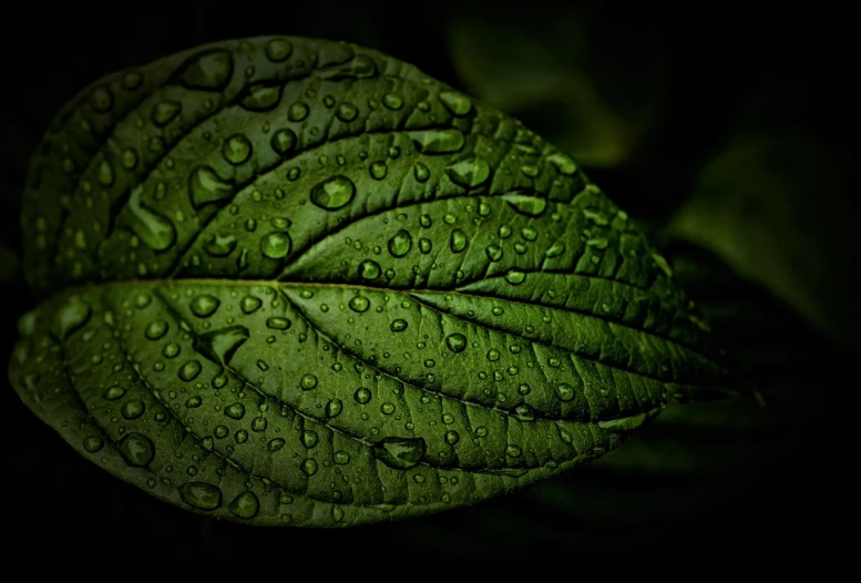 a green leaf with water droplets on it, by Andrew Domachowski, renaissance, background ( dark _ smokiness ), high contrast 8k, architectural and tom leaves, dark nature background