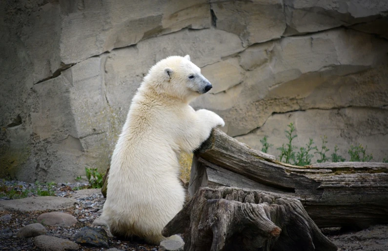a polar bear standing on its hind legs, a photo, pexels, romanticism, sitting on a log, leaning on the wall, half - length photo, thoughtful )