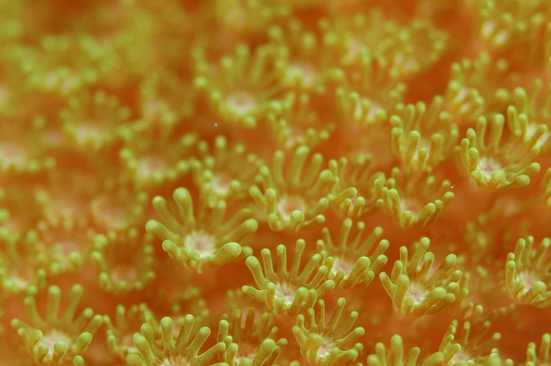 a close up of a bunch of green plants, a macro photograph, by Robert Brackman, synchromism, corals, yellow orange, closeup cinematic aquatic scene, smooth tiny details