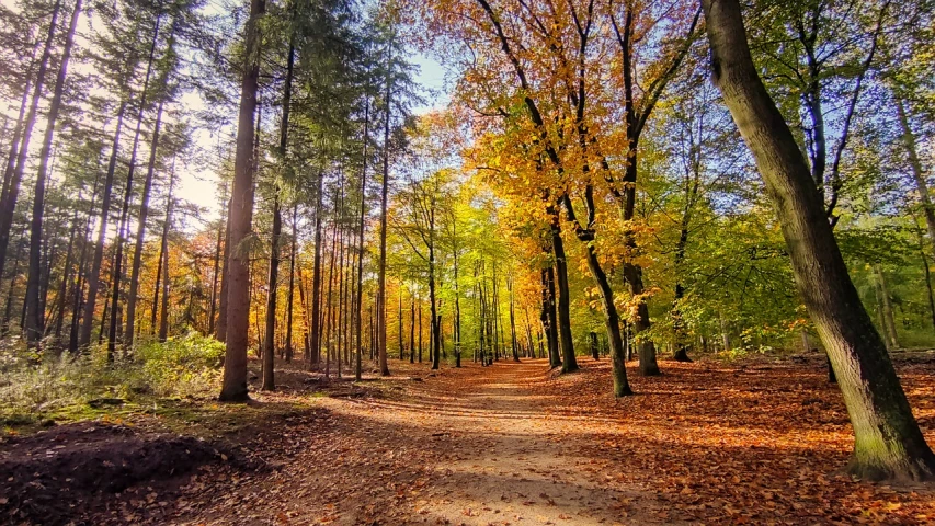 a dirt path in the middle of a forest, a picture, by Jacob Kainen, shutterstock, warm colors--seed 1242253951, sunny day in a park, colorful leaves, !! very coherent!!