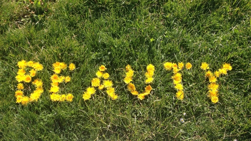 a group of yellow flowers sitting on top of a lush green field, a picture, inspired by Andy Goldsworthy, detailed letters, tag heur, eal, brave