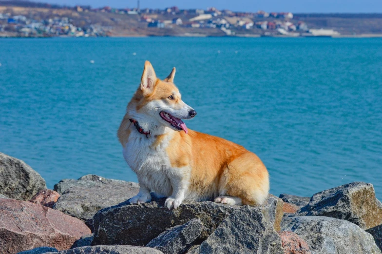 a dog that is sitting on some rocks, a portrait, by Lorraine Fox, shutterstock, corgi, king of the sea, beautiful view, inuk