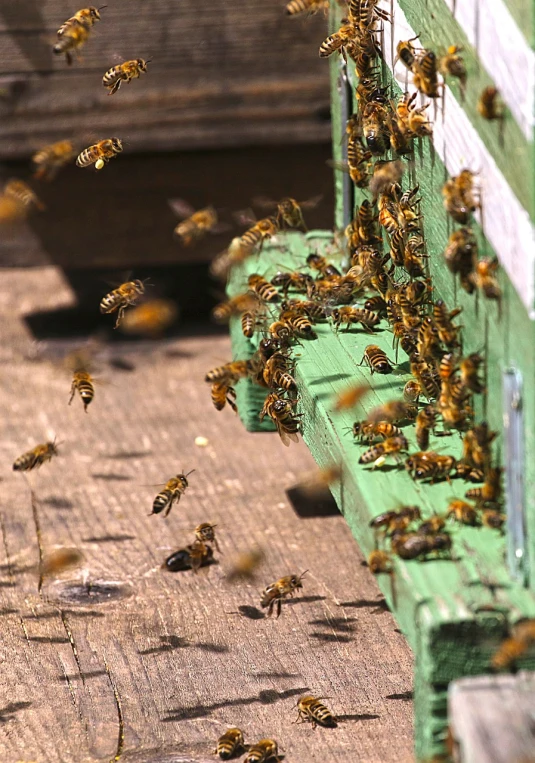 a bunch of bees that are flying in the air, happening, illinois, emerald, ap photo, panel