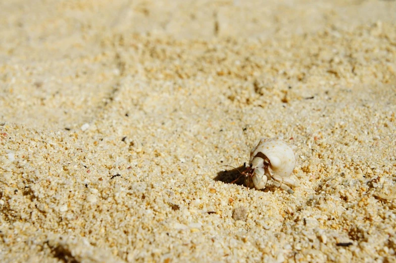 a small shell sitting on top of a sandy beach, by Richard Carline, scorpion, horned, vacation photo, hiding