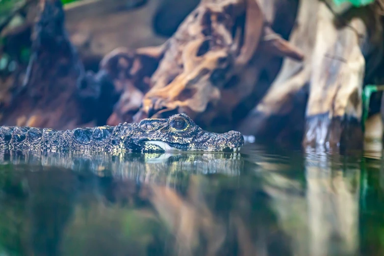 a close up of an alligator in a body of water, a picture, sumatraism, shallow depth of field hdr 8 k, museum quality photo, full frame shot, family photo