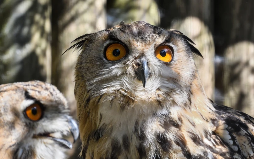 a couple of owls standing next to each other, a portrait, by Dietmar Damerau, shutterstock, zoomed out portrait of a duke, surprised expression, 3 4 5 3 1, museum quality photo