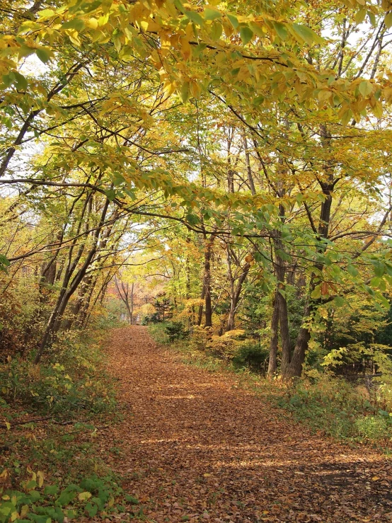 a red fire hydrant sitting in the middle of a forest, by Susan Heidi, flickr, golden leaves, a beautiful pathway in a forest, yellow carpeted, rail tracks lead from the mine