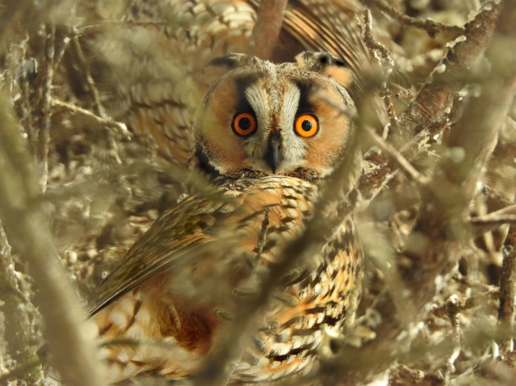 a close up of an owl in a tree, dada, hiding in grass, focused amber eyes, very sharp!!!, seen from above