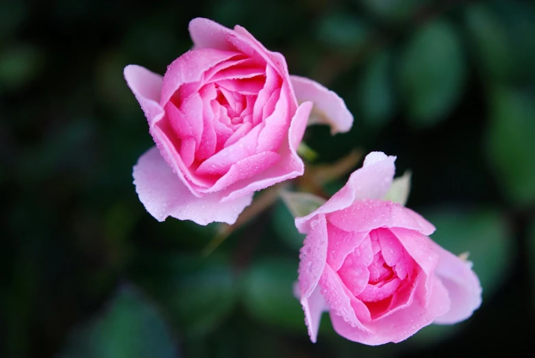 two pink roses with water droplets on them, by Yi Jaegwan, flickr, beautiful flowers growing, realistic shot, a wide shot, sha xi