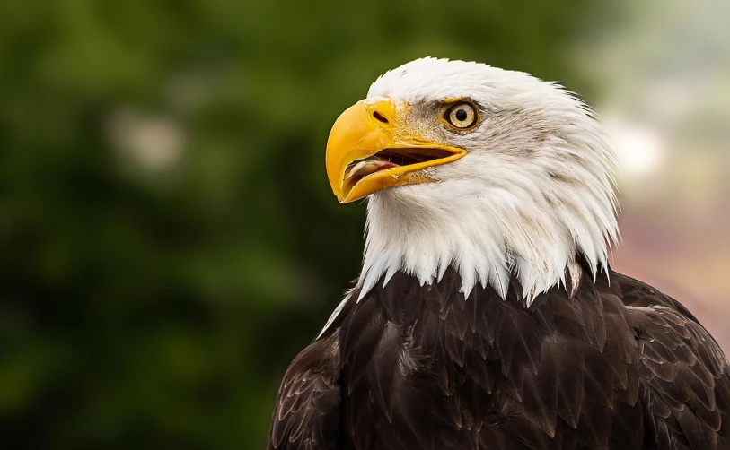 a close up of a bald eagle with trees in the background, a portrait, by Jan Rustem, shutterstock, baroque, 4 0 0 mm f 1. 8, 🦩🪐🐞👩🏻🦳, usa-sep 20, sigma 200mm