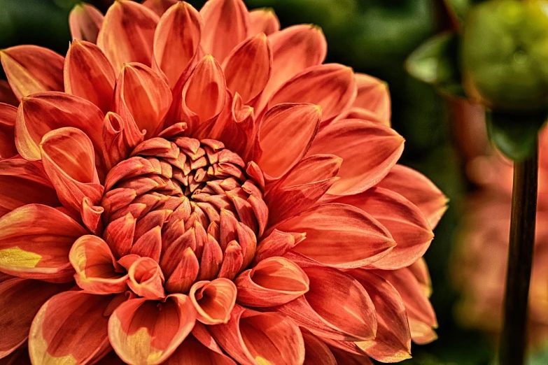 a close up of a large orange flower, a digital painting, pexels, art photography, intricate detail realism hdr, very sharp and detailed image, rich red colors, autum