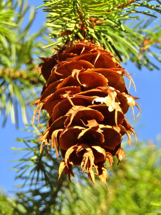 a close up of a pine cone on a tree, a photo, by Linda Sutton, shutterstock, blue sky, pods, honeycomb, stock photo