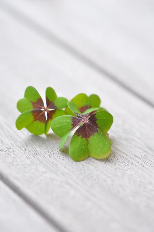 a close up of four leaf clovers on a table, minimalism, close up dslr photo