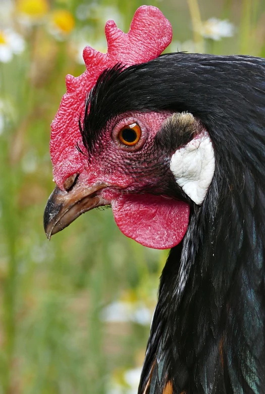 a close up of a rooster's head with flowers in the background, a photo, by Jan Rustem, shutterstock, his nose is a black beak, menacing look, close - up profile face, bird poo on head