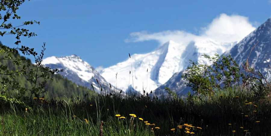 a snow covered mountain in the distance with yellow flowers in the foreground, a picture, by Werner Andermatt, flickr, romanticism, there is tall grass, chamonix, pc wallpaper, bottom - view