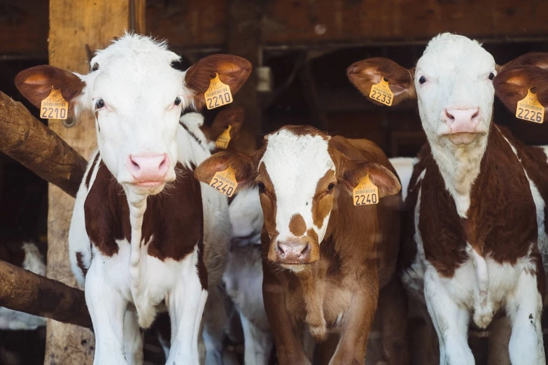 a group of brown and white cows standing next to each other, a picture, pexels, renaissance, inside a barn, banner, ad image, two pointed ears