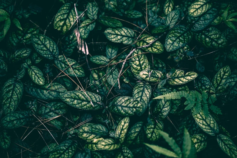 a close up of a bunch of green leaves, inspired by Elsa Bleda, unsplash, chaotic patterns, looking down at the forest floor, 2 4 mm iso 8 0 0 color, in the jungle. bloom