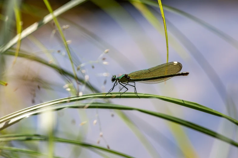 a dragonfly perched on a blade of grass, a macro photograph, by Dietmar Damerau, shutterstock, sitting at a pond, low angle photo, emerald, low dutch angle