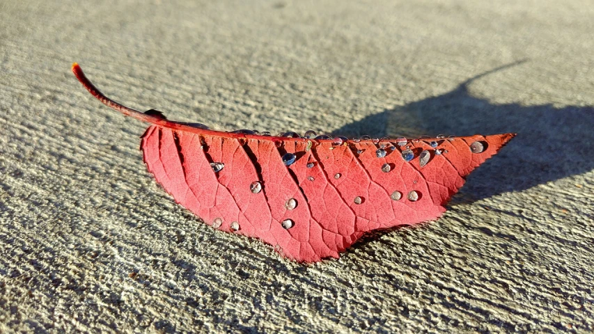 a close up of a leaf on the ground, inspired by Jan Rustem, land art, silver red, taken on iphone 1 3 pro, full morning sun, side-view