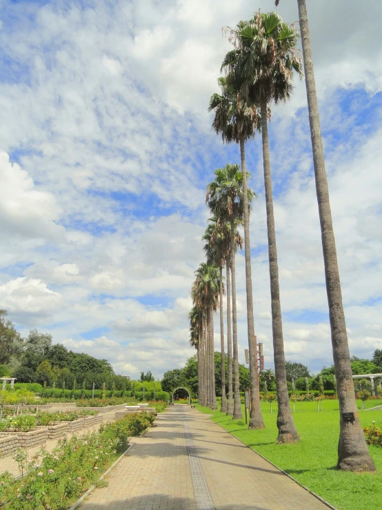 a street lined with palm trees next to a lush green field, visual art, elegant walkways between towers, low angle photo, on a cloudy day, natural botanical gardens