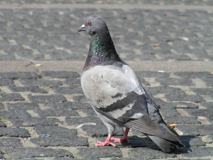 a pigeon is standing on a cobblestone road, flickr, [ [ hyperrealistic ] ], handsome male, !female, kreuzberg