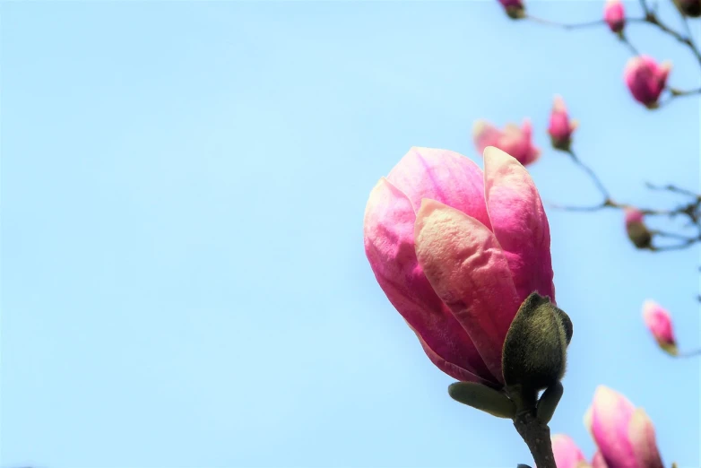 a close up of a flower on a tree, romanticism, the sky is pink, magnolia goliath head ornaments, half image, minimalist background