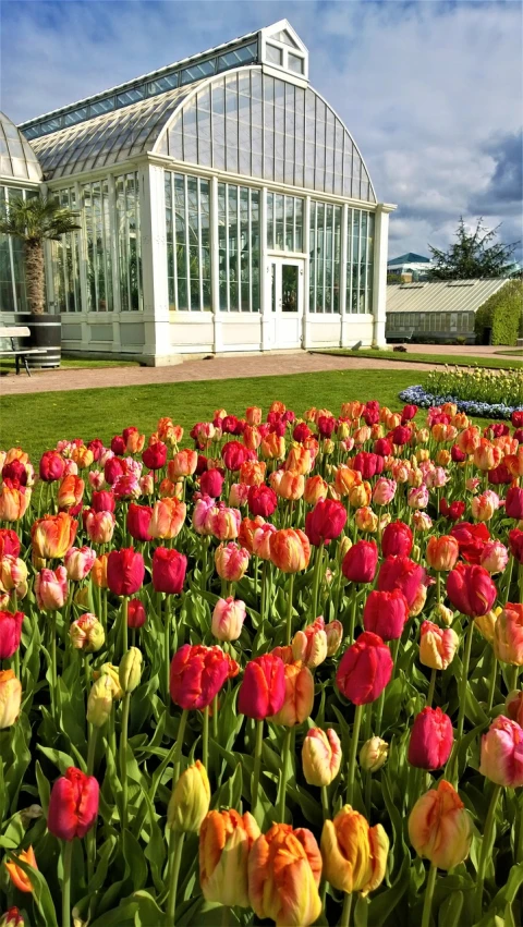 a field of colorful tulips in front of a greenhouse, 🦩🪐🐞👩🏻🦳, the empress’ swirling gardens, boston, wellington