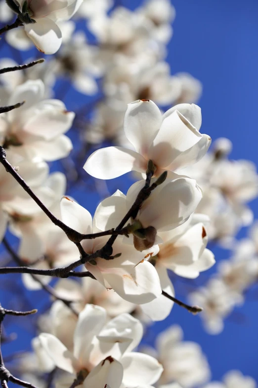 a tree with white flowers against a blue sky, shutterstock, baroque, magnolia stems, stock photo, beautiful flower, porcelain skin ”