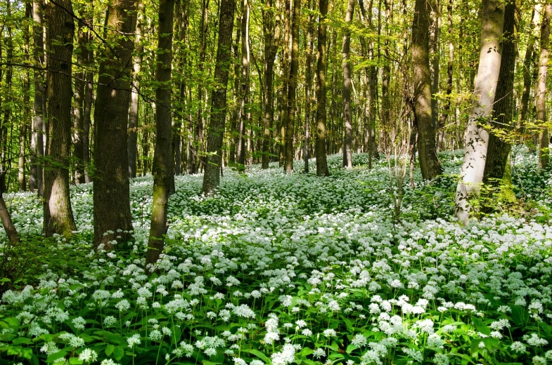 a forest filled with lots of white flowers, by Jan Stanisławski, shutterstock, wisconsin, shade, stunning arcanum backdrop, stock photo