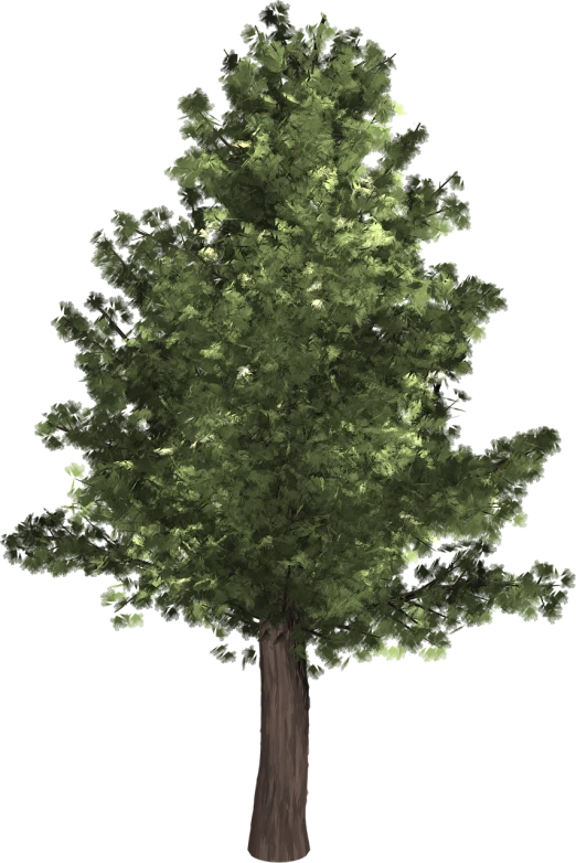 a tree with green leaves on a black background, a raytraced image, polycount, hurufiyya, zoomed out to show entire image, tall broad oaks, restored color, background ( dark _ smokiness )