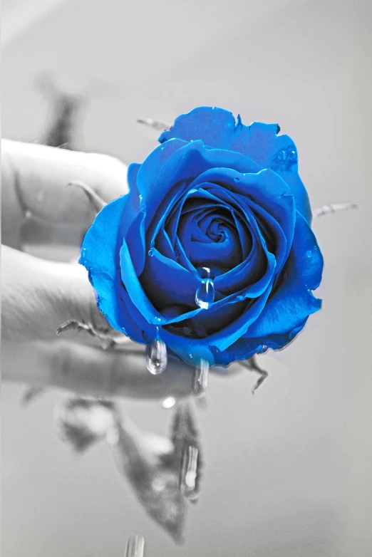 a close up of a person holding a blue rose, a colorized photo, romanticism, * colour splash *, blanco y negro, blue waters, full color