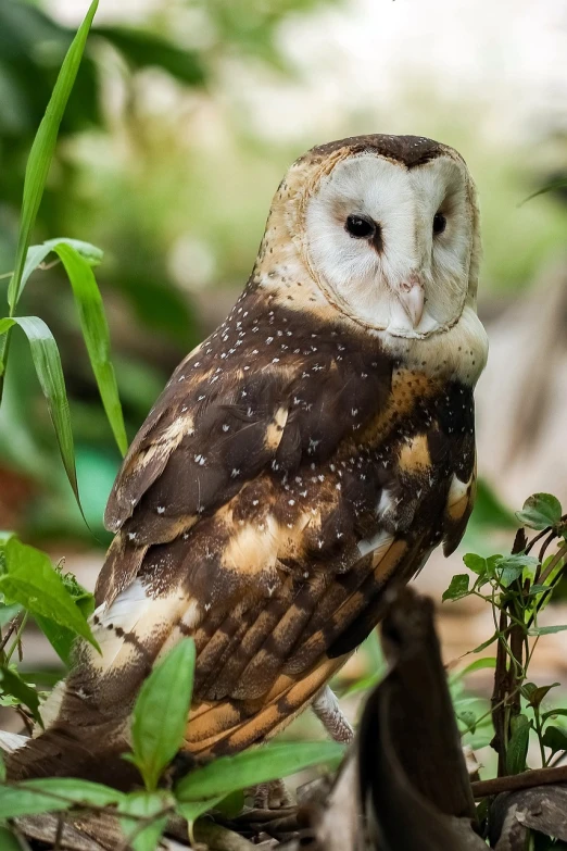 a brown and white owl sitting on top of a tree branch, a portrait, shutterstock, amongst foliage, a bald, 2 0 2 2 photo