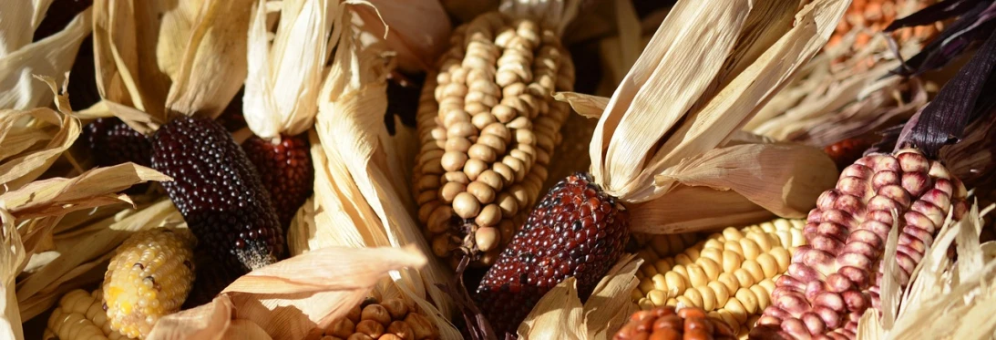 a close up of a bunch of corn, by Linda Sutton, renaissance, mayan, acorns, seeds, dsrl photo