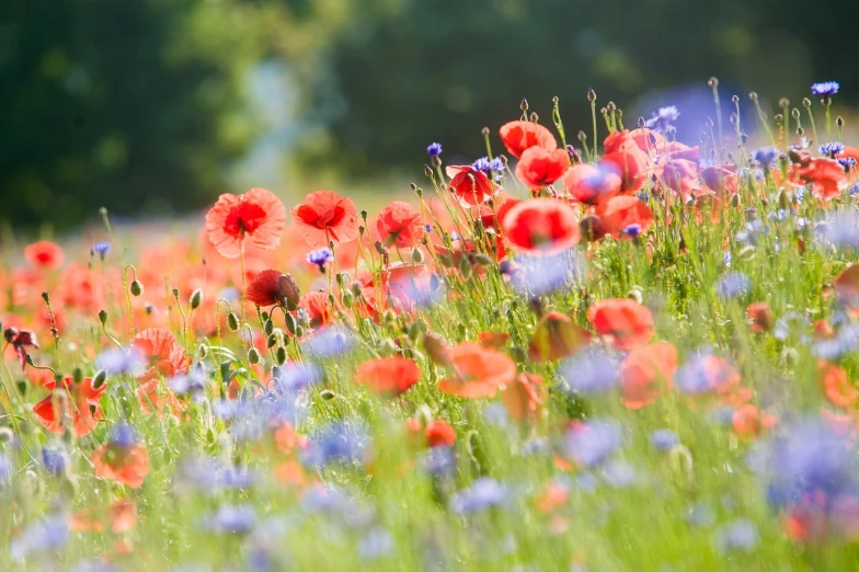 a field full of red and blue flowers, by Leon Kapliński, pexels, full of colour w 1024, serene scene, bottom viev, soft natural lighting