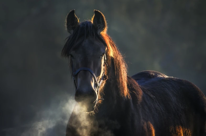 a horse that is standing in the dirt, pixabay contest winner, romanticism, with smoke, profile picture 1024px, early morning light, looking to camera