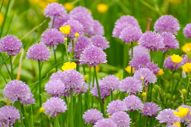 a bunch of purple flowers sitting on top of a lush green field, by Josef Dande, hurufiyya, buttercups, surrounding onions, beautiful flower, with soft pink colors