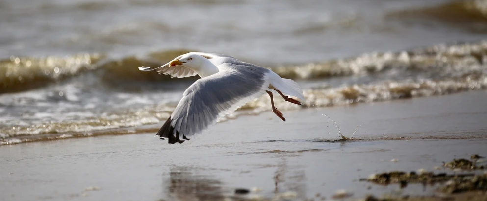 a white bird flying over a beach next to the ocean, a portrait, by Jan Tengnagel, pixabay, mid shot photo, a bald, pouncing, photo mid shot