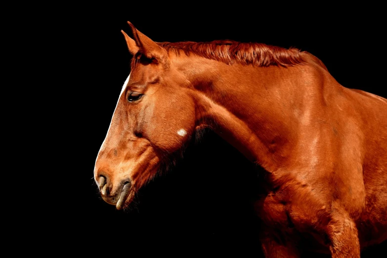 a brown horse standing in front of a black background, a portrait, inspired by George Stubbs, shutterstock contest winner, side profile view, reddish, emotional face shot, hyper realistic color photo