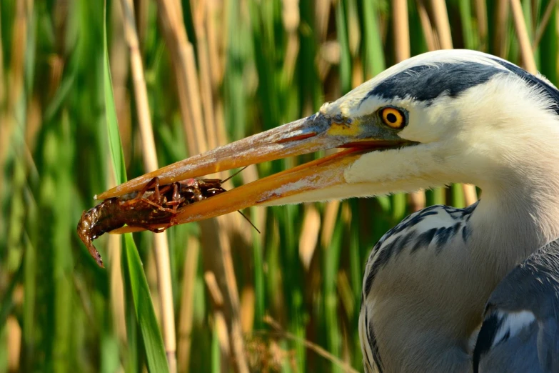 a close up of a bird with a fish in it's mouth, by Werner Gutzeit, pixabay, hurufiyya, heron prestorn, seeds, grain”