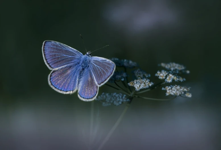 a blue butterfly sitting on top of a flower, a macro photograph, by Etienne Delessert, hurufiyya, gypsophila, mauve and cyan, noctilucent, 15081959 21121991 01012000 4k