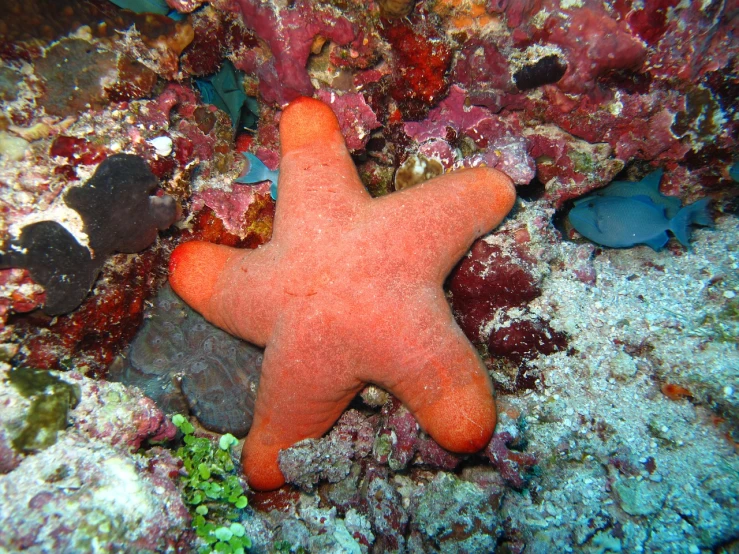 a close up of a starfish on a coral reef, by Robert Medley, flickr, hurufiyya, under a sea of stars, very very happy!, large cornicione, posing for camera